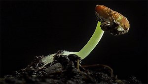 Beautiful Time-lapse Video of Seed Sprouting (Germination)