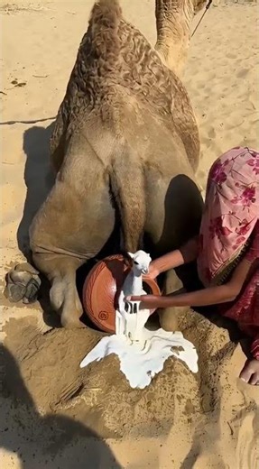 The bride helped the she-camel during delivery and took out a tiny newborn baby.
