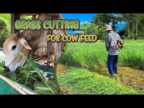 Grass Cutting Machine For Cows Feed! Best Grass For Cows To Eat