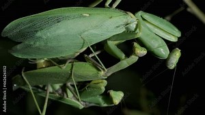 Praying mantises copulate two male and female. Mantis mating. Transcaucasian Tree Mantis (Hierodula transcaucasica). Extreme close up of mantis insect