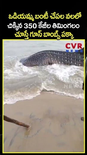 ఒడియమ్మ బంటీ చేపల వలలో చిక్కిన 350 కేజీల తిమింగలం చూస్తే గూస్ బాంబ్స్ పక్కా | Viral Video | CVR NEWS