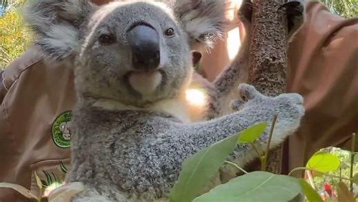 2025-12-16 正气凛然nezha非伪君子嗷～nunu说天冷了就要多贴贴 哥哥你靠近点嘛 录屏@睡神考拉直播间