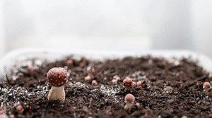 Time lapse 2 video of mushroom growth in a greenhouse, psilocybe cubensis GT magic mushrooms