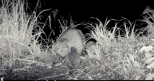 Longleat cameras capture rare video of Beaver mum with Kits