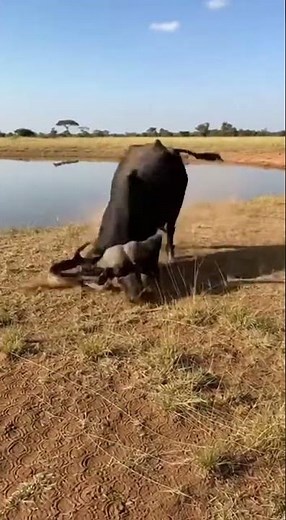 Esta búfalo se enfrentó a una pitón gigante ... ¿Qué pasó después? 😱🐍 búfalo #animals #wildlife