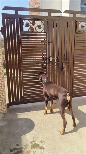 Doberman dog |