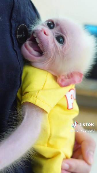 Adorable Baby Monkey Sings Opera! 🐒🎶