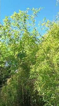 Beautiful songs from my window