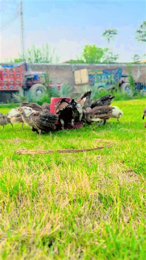 #Mukhlispeacockfarm #Turkeybirds #Foryou #Greenjava #Peacockchicks