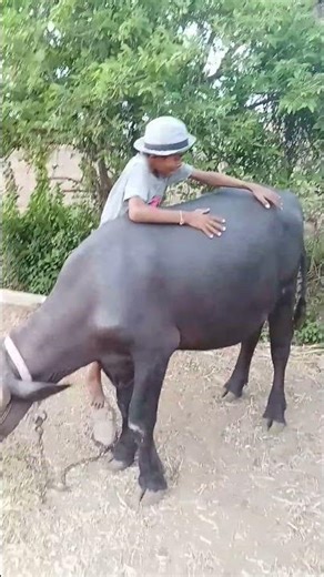 aje bheso ne sarava nathi java nu#shorts #video #