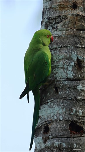 41K views · 4.9K reactions | Rose-ringed parakeet | 퐍퐚퐭퐮퐫퐞 퐏퐡퐨퐭퐨퐬 퐁퐨퐨퐤 | Facebook