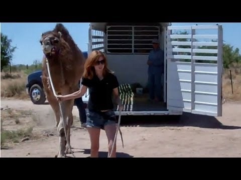 Camel training: Loading into a trailer