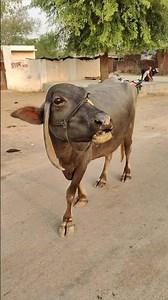 “Mother Buffalo Calling Her Baby — Heart-Touching Animal Sound!”