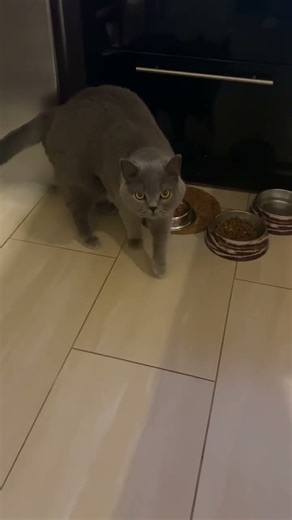 #cat #remix #dj #song #funnycats #shortvideo