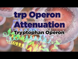 trp Operon Attenuation