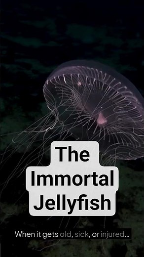 This Animal Might Never Die 😳 (The Immortal Jellyfish Explained)