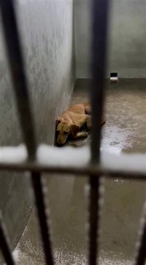 We found him during an early-morning welfare check after repeated reports of neglect at a closed facility. The kennel had been without proper heat for weeks. When we arrived, most of the building was silent. He was lying exactly as shown—curled tightly against the wall, conserving what little energy he had left. His ribs were visible with every breath, his body cold to the touch. He lifted his head when he heard us, just once, as if he had learned not to expect much anymore. We secured emergency