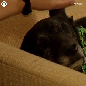 7.3K views · 270 reactions | SENIOR HOME FOR SENIOR DOG: This assisted living facility isn’t just for people. Check out Sherman's new home. | KPIX CBS San Francisco Bay Area | Facebook