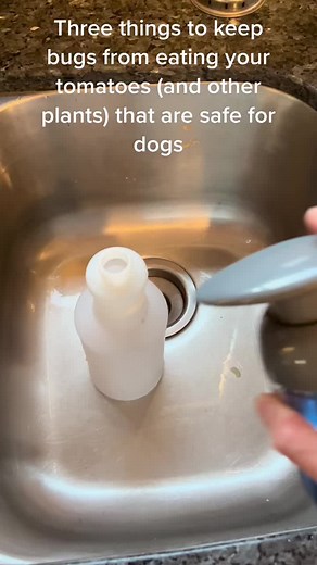 Three dog safe ways to keep bugs from eating your tomatoes and other plants. Some pesticides make me nervous with a dog playing in the backyard, so here are some alternatives to help keep the bad insect population down in your vegetables. #tomatoes #vegetablegarden #garden #gardener #houstongarden #pesticidealternative #pesticides #palmolive #dishsoap #diatomaceousearth #dogsafe #dogfriendly