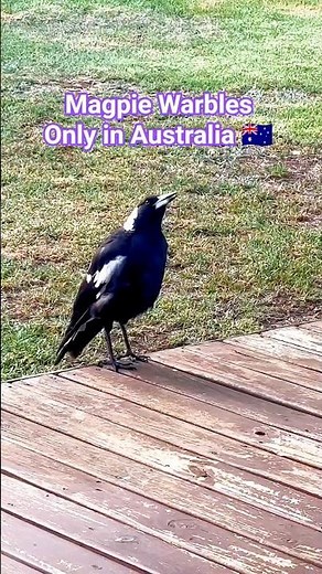 This Australian Magpie Sound Will Blow Your Mind #magpies #singingbirds