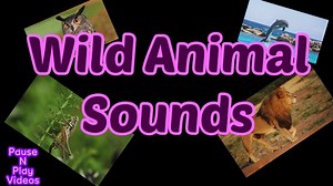 Wild Animal Sounds, Distance Learning