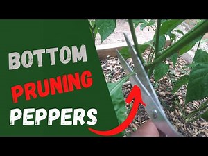 How To Bottom Prune Your Pepper Plants 101