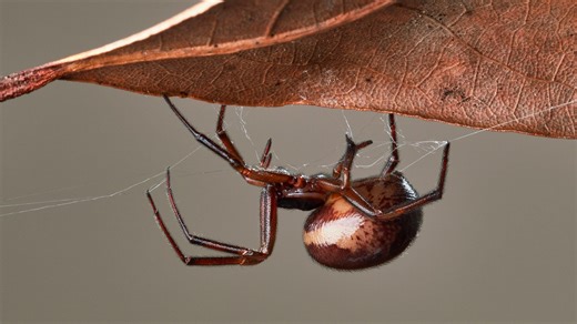 Giant spiders with 'wasp sting' bite to invade UK homes after summer washout