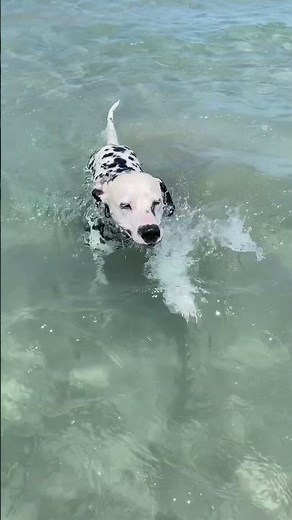 101 Dalmatians: Deleted Scenes