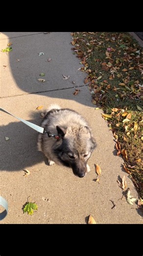 Rescue Dog Sheba working on her sit. She’s not a fan of the whole process. #fourpawselkhoundrescue #norwegianelkhound | Four Paws Elkhound Rescue