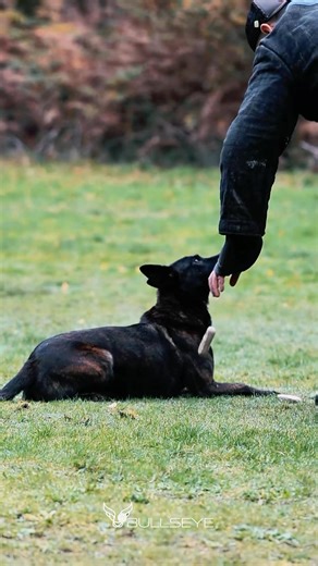 Clip from our recent introduction to knpv seminar. | Lorockmor Working DOGS