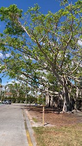 The iconic Banyan Tree is in great shape and full of new lush, bright green leaves! Join us for the Banyan Tree Climb, sponsored by the Florida Nursery, Growers and Landscape Association, at the Fall Festival this Saturday from 9 a.m. to 4 p.m. Tickets are $35 for Edison Ford members and $45 for non-members. Register online at edisonford.org. | Edison and Ford Winter Estates