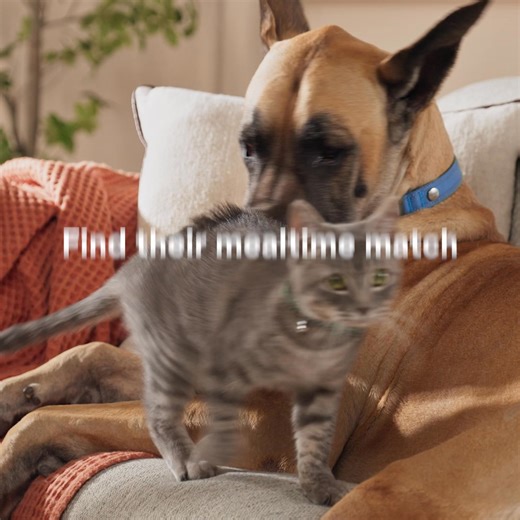 With Chewy, get your pet's perfect mealtime match delivered fast at a great price. | Chewy