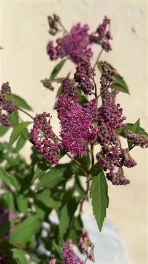 Japanese Spirea: The Perfect Garden Addition