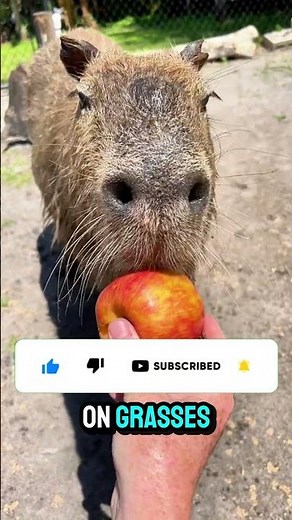 What Do Capybaras REALLY Eat 🐹🌿