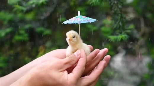 I hatched a chicken in my kitchen and raised it myself