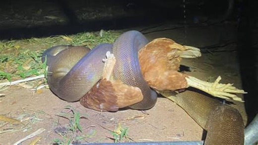 Horror snake night in Kununurra
