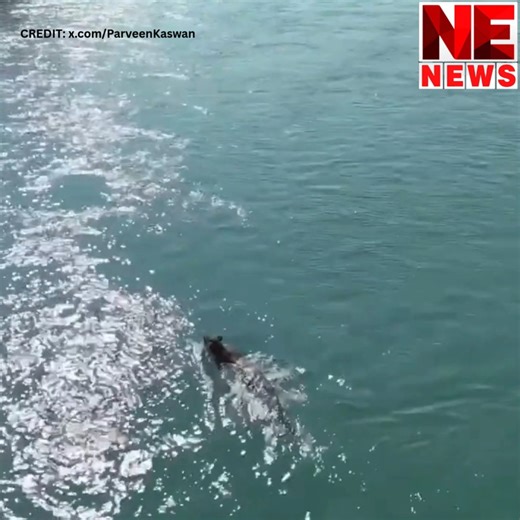 A viral drone video of a leopard crossing a river after being rescued has captured the internet's attention. The nearly one-minute clip, shared by Indian Forest Service officer Parveen Kaswan, shows the leopard making strokes to reach the dry land after being released in the wilderness. #leopard #Wildlife #viral #nenewstv | NE News TV