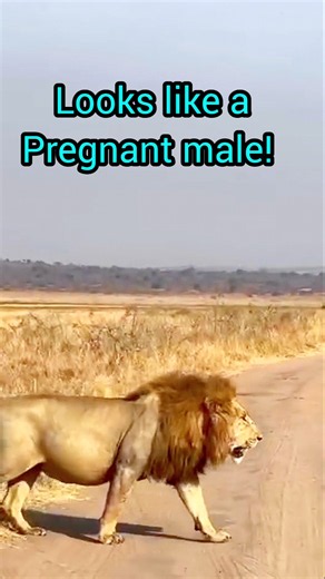 Do Lions eat too much? 🦁 🦁 #lion #wildanimals #wildlife