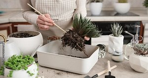 Woman holding Aloe Aristata house plant with roots for replanting