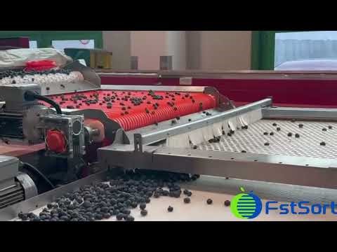 Austrian Blueberry Success: Belt Sorter Runs Flawlessly!