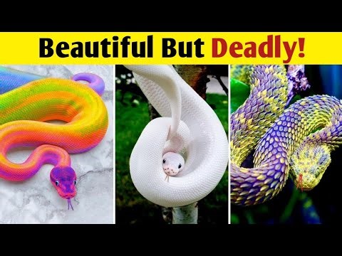 Most Beautiful Snakes in the World // Top 10 Most Beautiful Snakes You Should Never Touch!