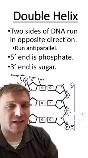 DNA Structure: Double Helix Explained