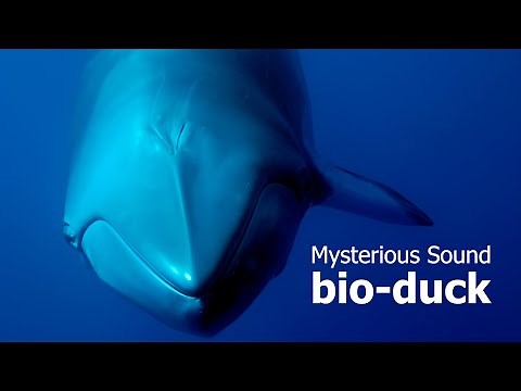 Mysterious bio duck sound