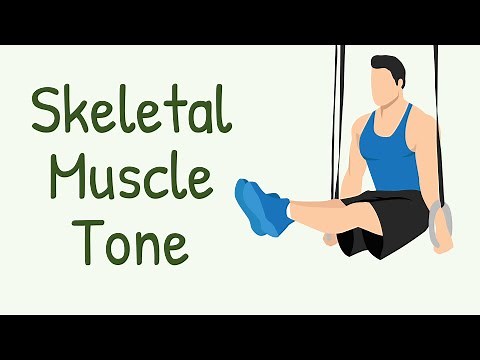 What Holds You in a Steady Position? Skeletal Muscle Tone || Physiology with Animations