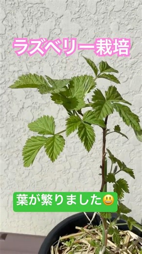 Raspberry cultivation: The leaves are growing lushly.