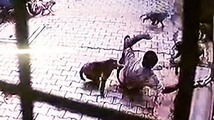 Caught on camera: Monkey gang attacks man in UP, forces him to the ground