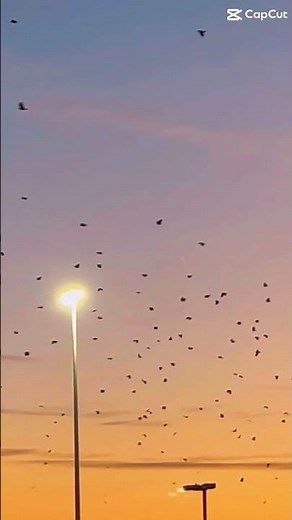 KaMNH (song)-Emin And Jony (birds)