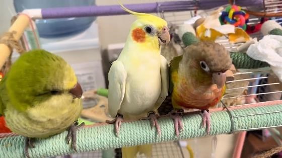 Parakeets annoy cockatiel in Jiangsu, China
