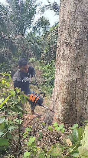 1.3M views · 10K reactions | Tree cutting skills #chainsaw | Mukhlis Alies | Facebook