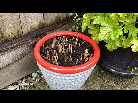 Red Baron, Japanese Blood Grass - Winter (Full) Cut Back January 16